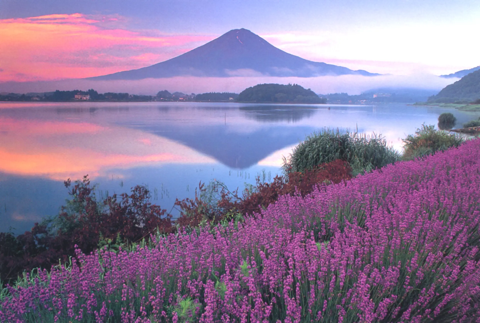湖面に映る富士山と、鮮やかな紫色の花々が織りなす美しい風景
