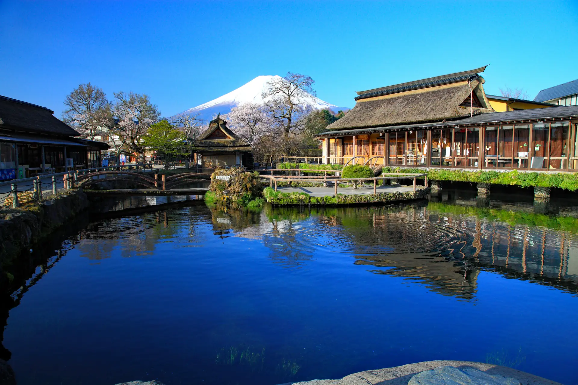 澄んだ湧水池の向こうに富士山を望む、忍野八海ならではの美しい風景