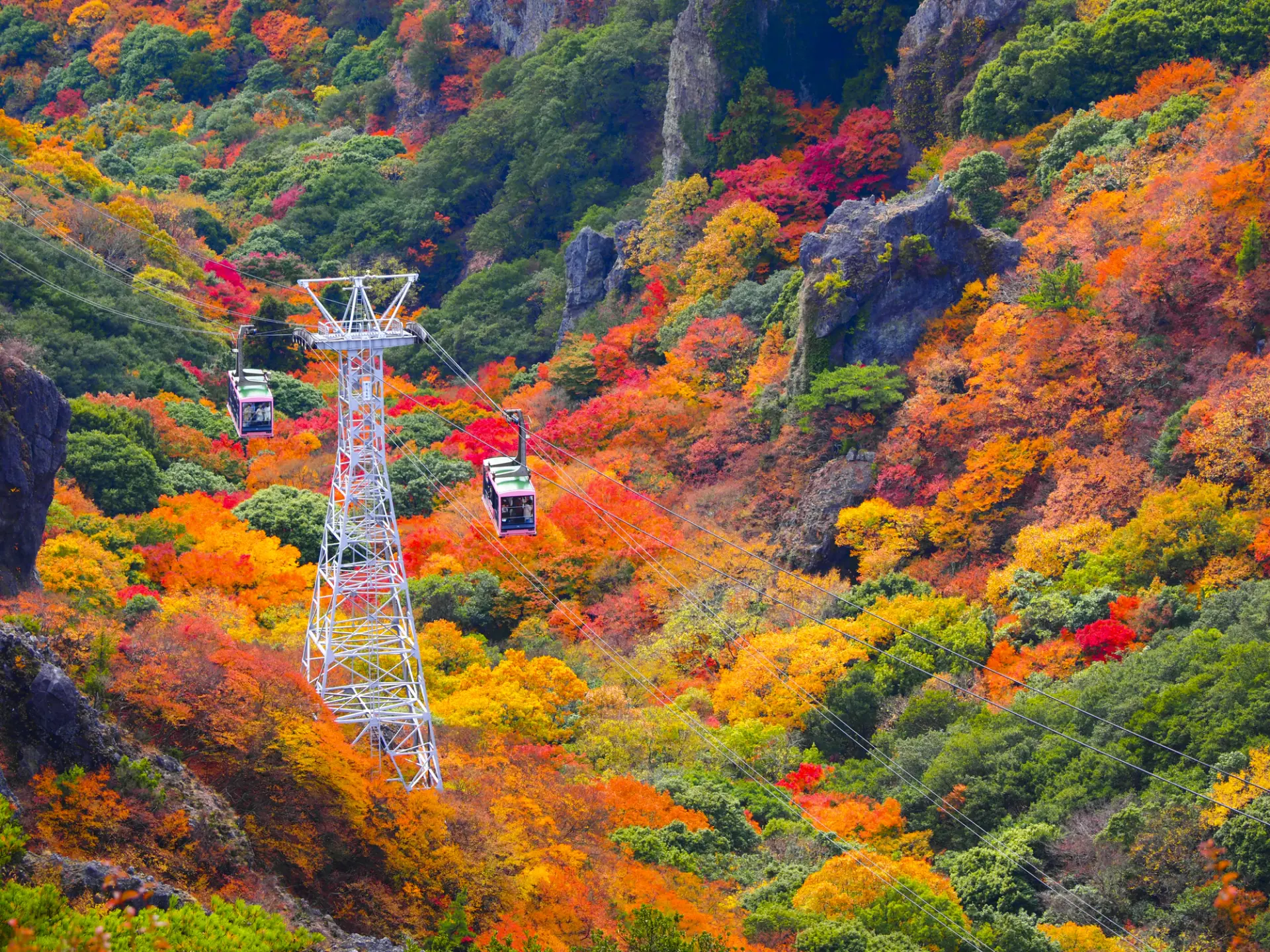 紅葉の中を進むロープウェイ