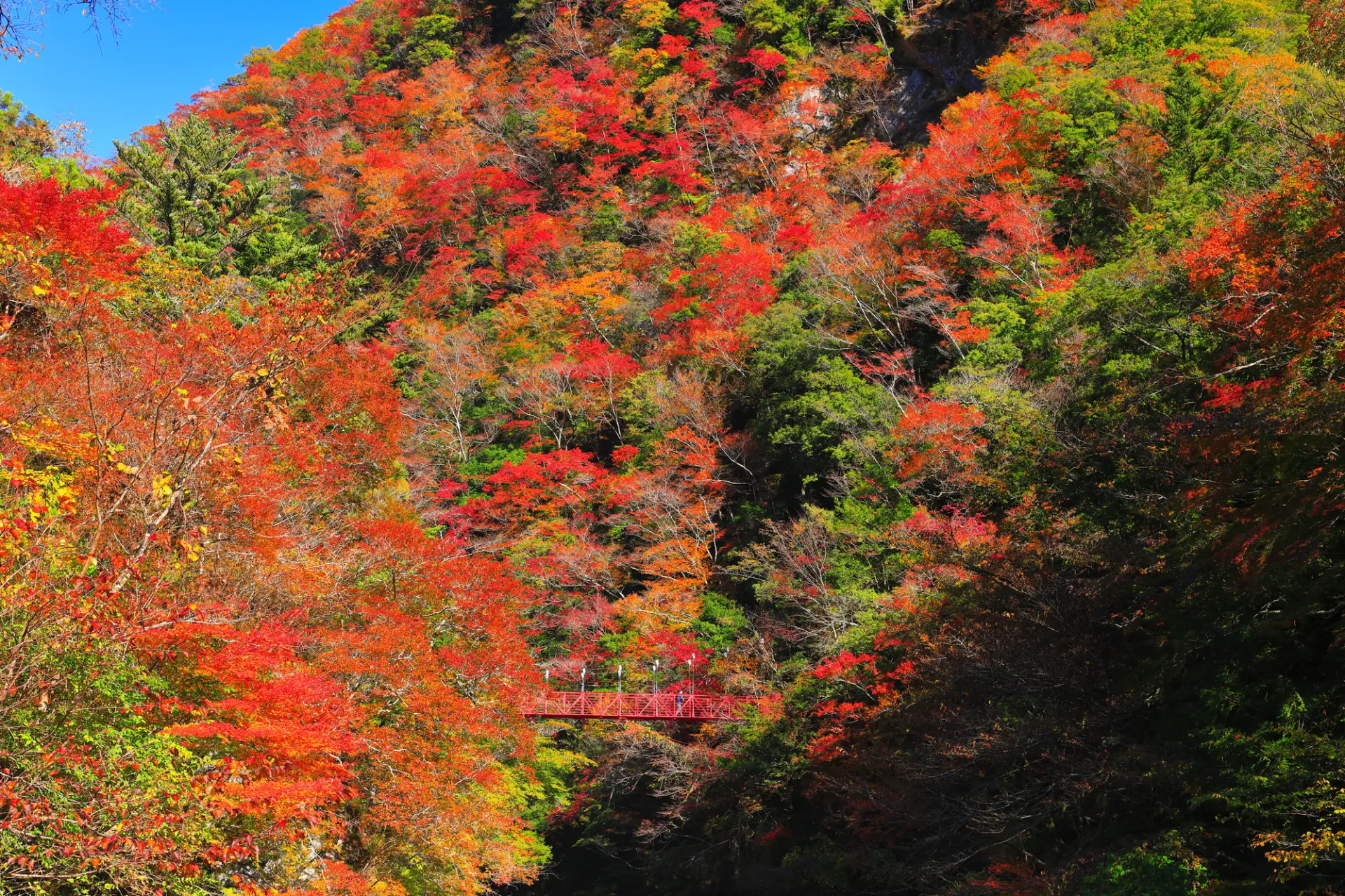 深まる秋を映し出す、べふ峡の渓谷風景