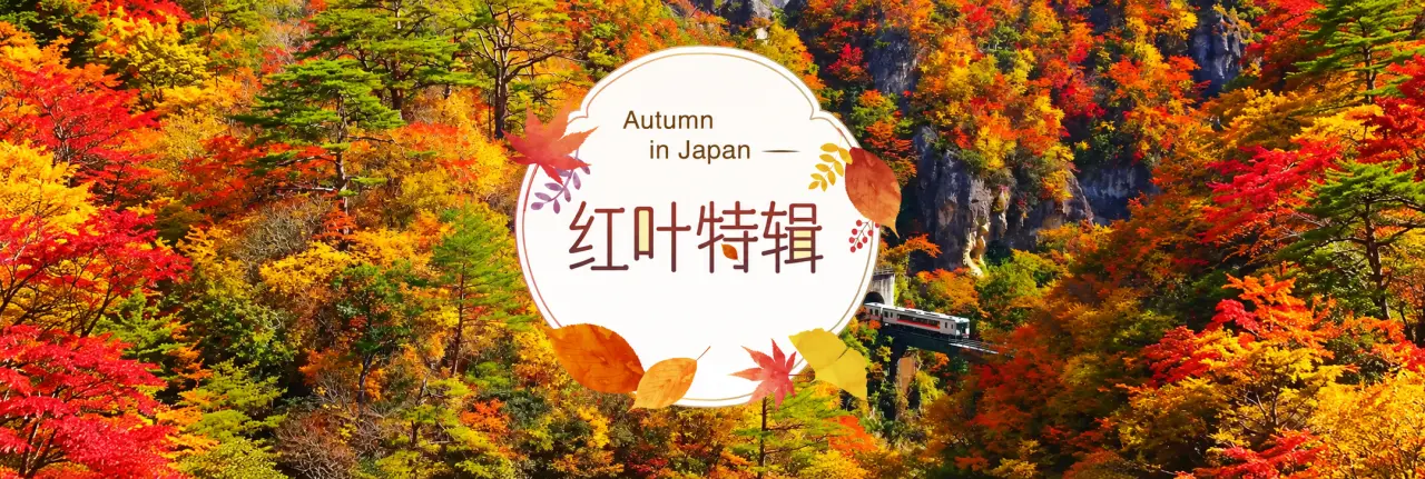 日本红叶特辑