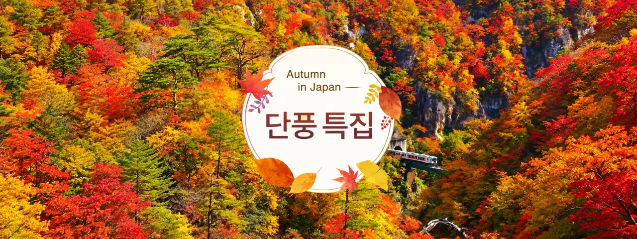 일본 단풍 특집
