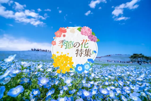 季節を彩る日本の花めぐり。