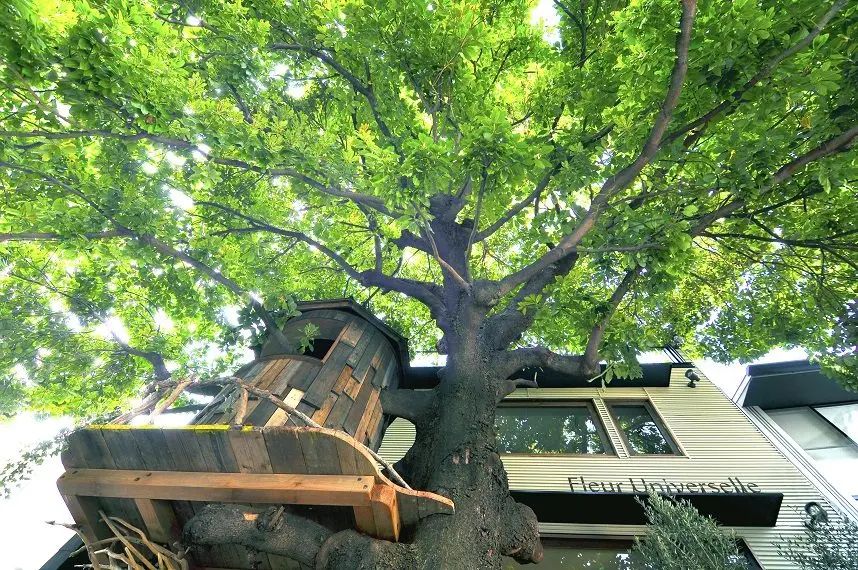 【闭店】Les Grands Arbres