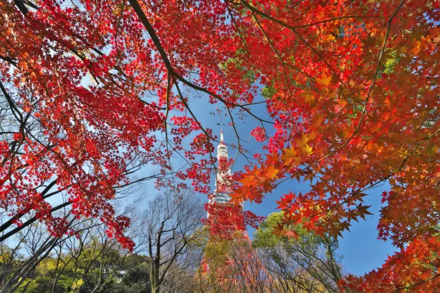 秋の「もみじ谷」。空を埋め尽くす真っ赤な紅葉から望む東京タワー(写真:PXITA)