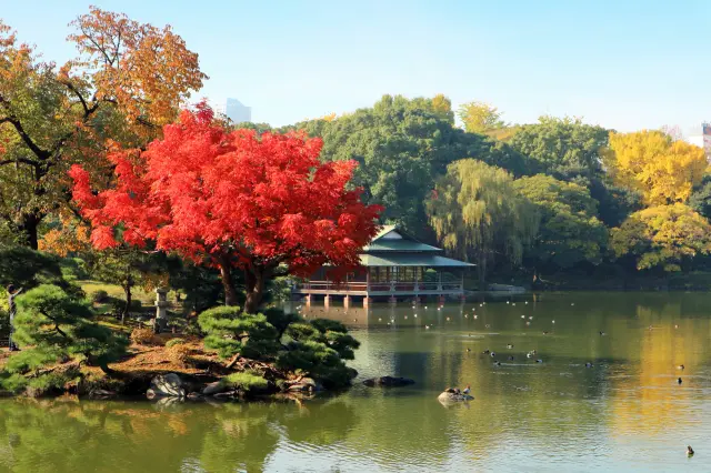 清澄庭園的秋天,紅葉與涼亭同框絕景不容錯過(照片:PIXTA)