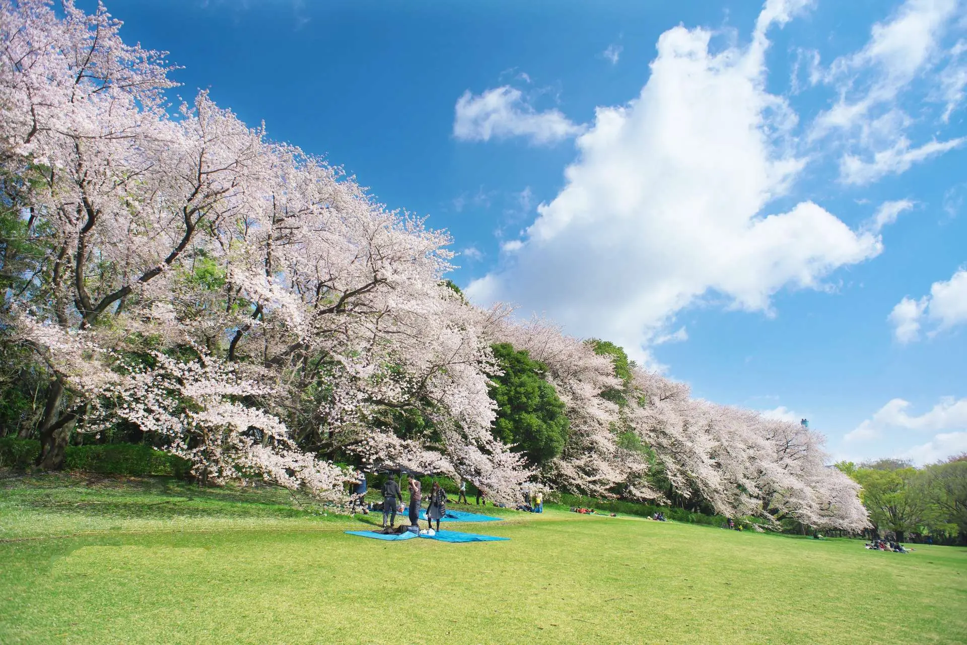 東京 都 世田谷 区 砧 公園