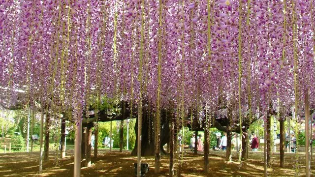 足利花卉公園