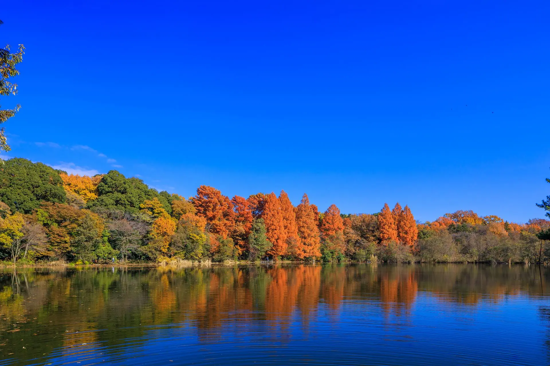 Pierce Shakujii Kōen - Image 4