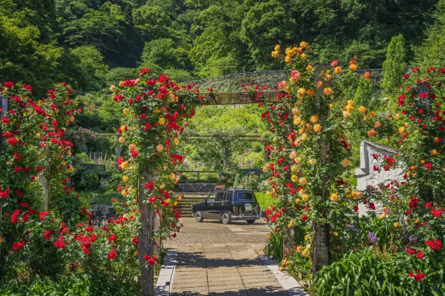 入口处的「Wedding Garden」，被红黄玫瑰所环绕