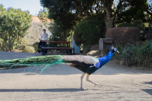 The animal in free-range