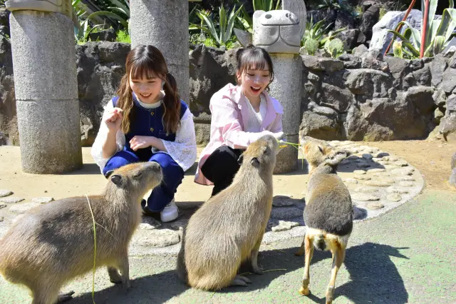 Capybara Rainbow Square