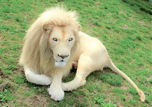 那須野生動物園