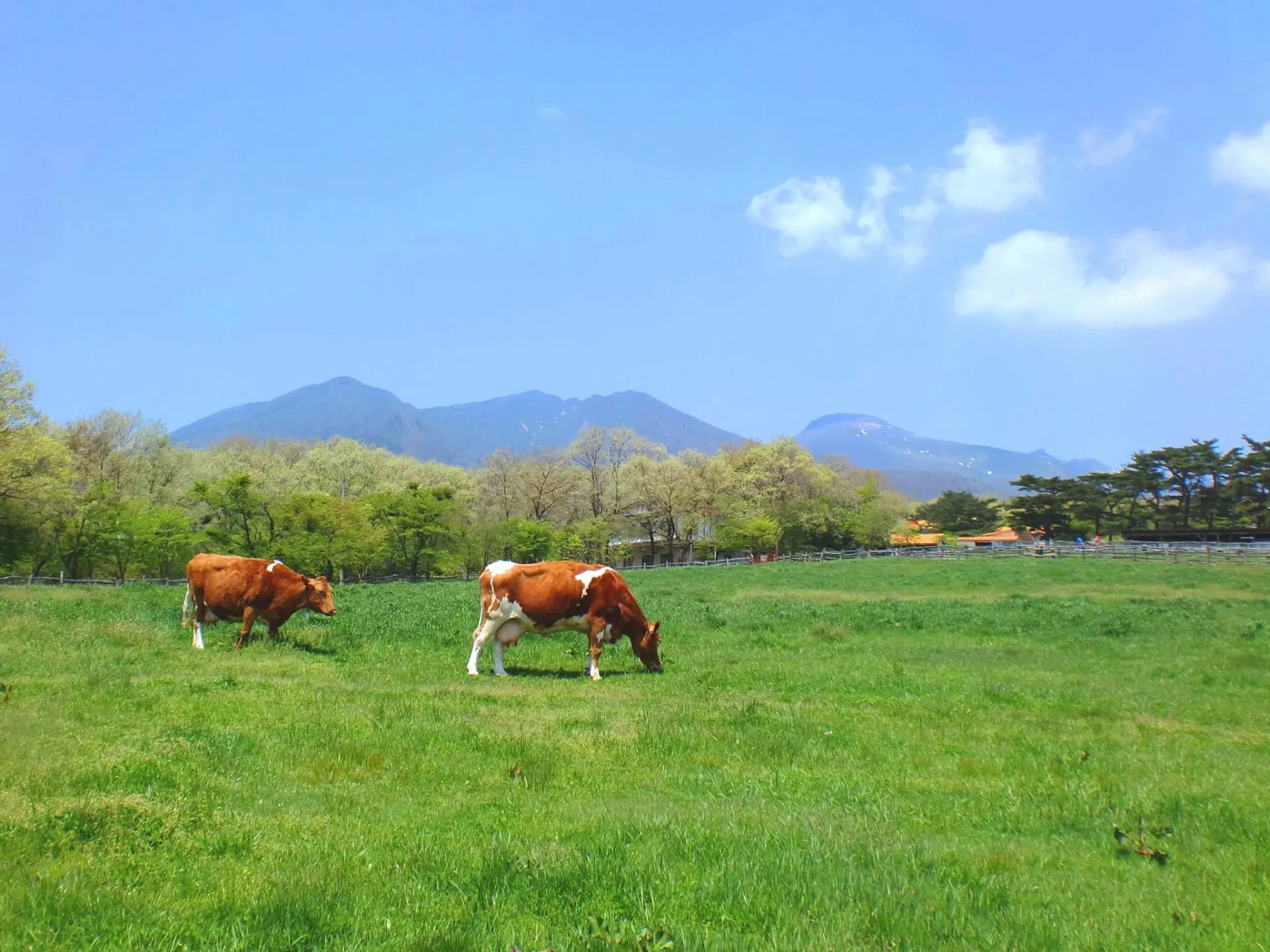 那須 高原 南 ヶ 丘 牧場