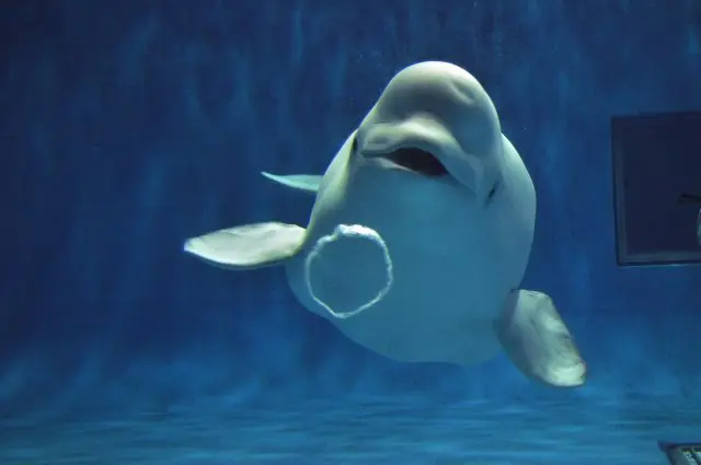 島根県立しまね海洋館アクアス