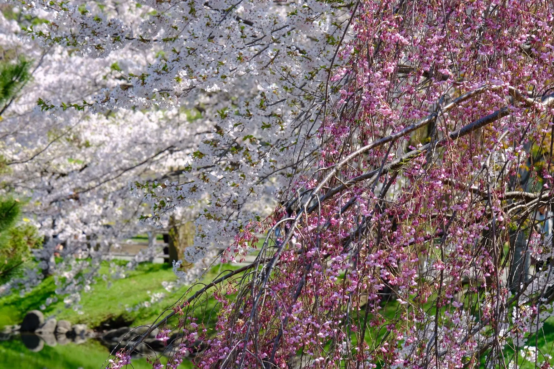 中島公園