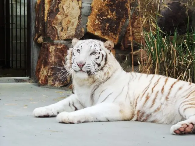 池田動物園
