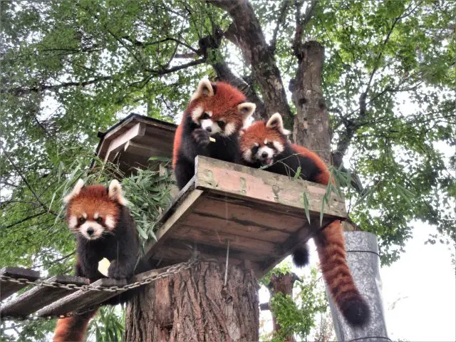仙台市八木山動物公園