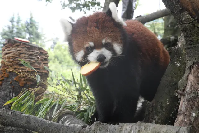 動物園の人気者・レッサーパンダ。ふわふわの毛と動きが愛らしい