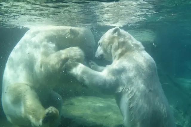 Polar bears can be observed up close in the "Ravenous Animal House”
