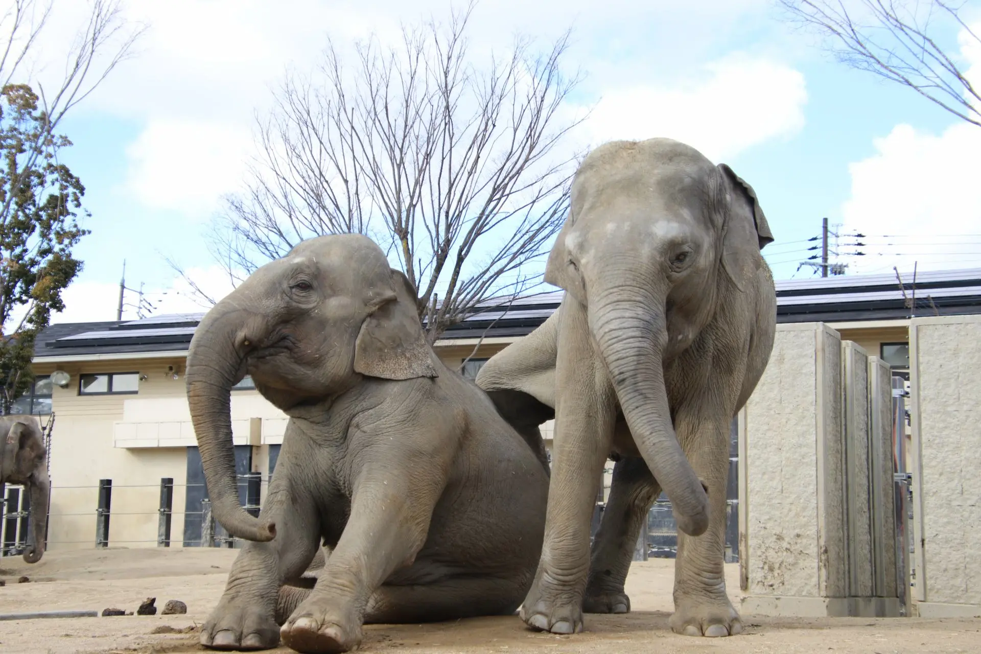kyoto city zoo
