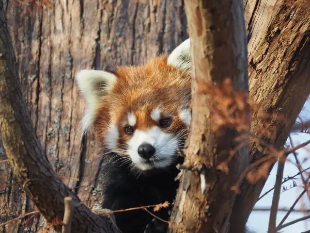 愛くるしい表情で大人気のレッサーパンダ