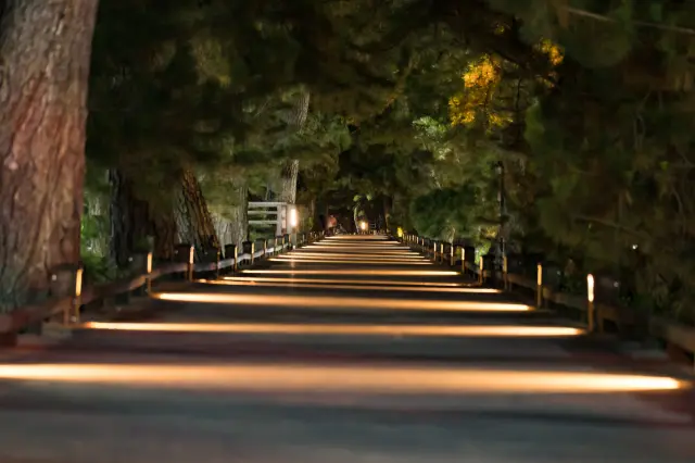 夜の神の道（PIXTA）