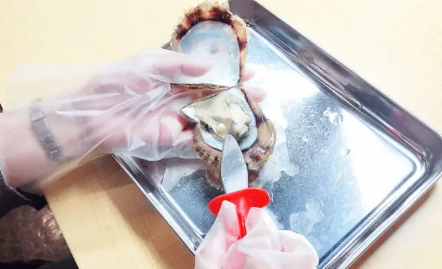 The thrilling moment when a gorgeous pearl emerges from an Akoya oyster.