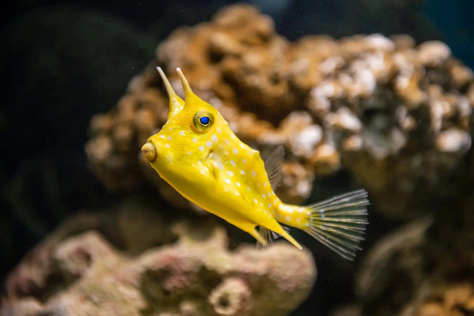 Shimonoseki Marine Science Museum Kaikyokan - Must-See