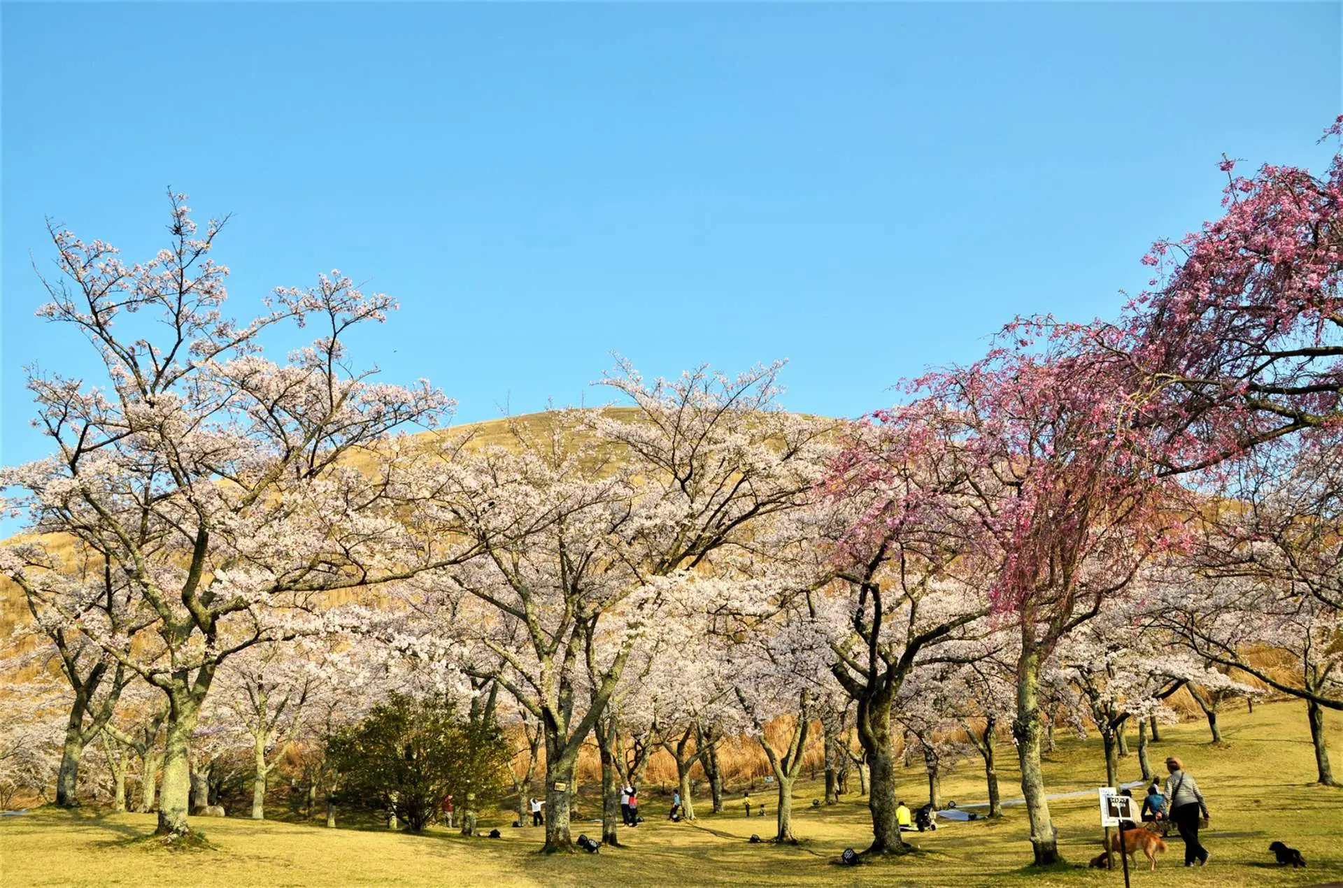 さくらの里（静岡県） - 見どころ、アクセス & 周辺情報 | GOOD LUCK TRIP