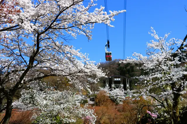 春の桜のシーズンは、空の上から花見を楽しもう