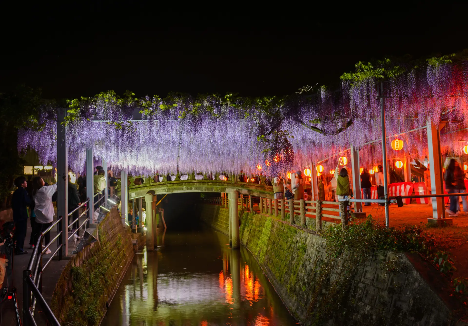 Wisteria@プロフ確認 Fujiyama Shrine | See & Do | DISCOVER NAGASAKI/The Official