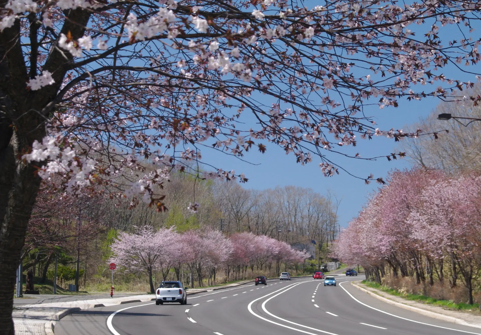 登別桜並木 - 見どころ、アクセス & 周辺情報 | GOOD LUCK TRIP