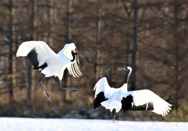 運が良ければ求愛ダンスが見られることも　　©日本野鳥の会