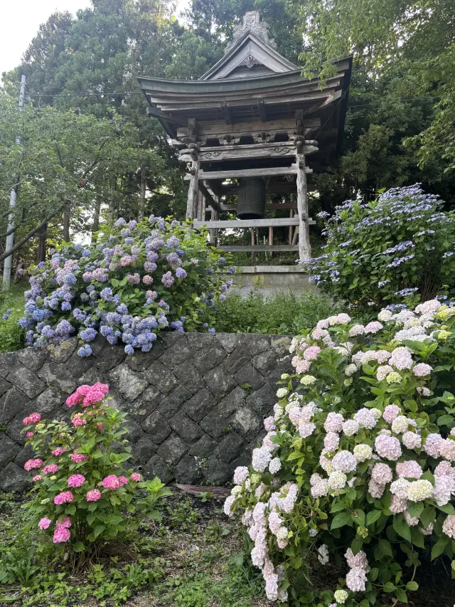 7月上旬～8月上旬は数百株のアジサイが見事