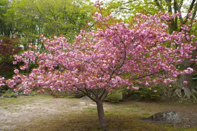 桜は品種も多く、長い期間お花見を楽しめる