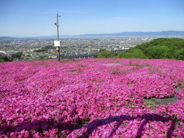 しあわせの森公園