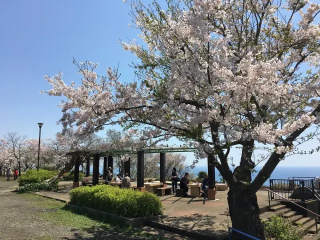 春の季節になると桜が満開に