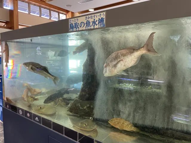 돗토리 바다에 사는 물고기와 조개도 전시