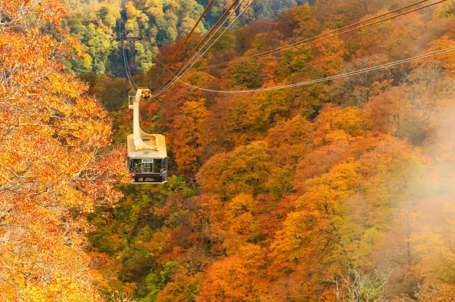 秋は「田代ロープウェー」の紅葉が見どころ