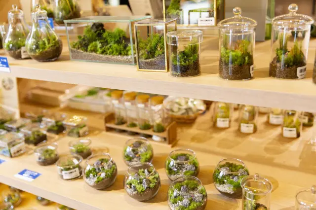 ミュージアムショップのテーマは奥入瀬渓流の動植物