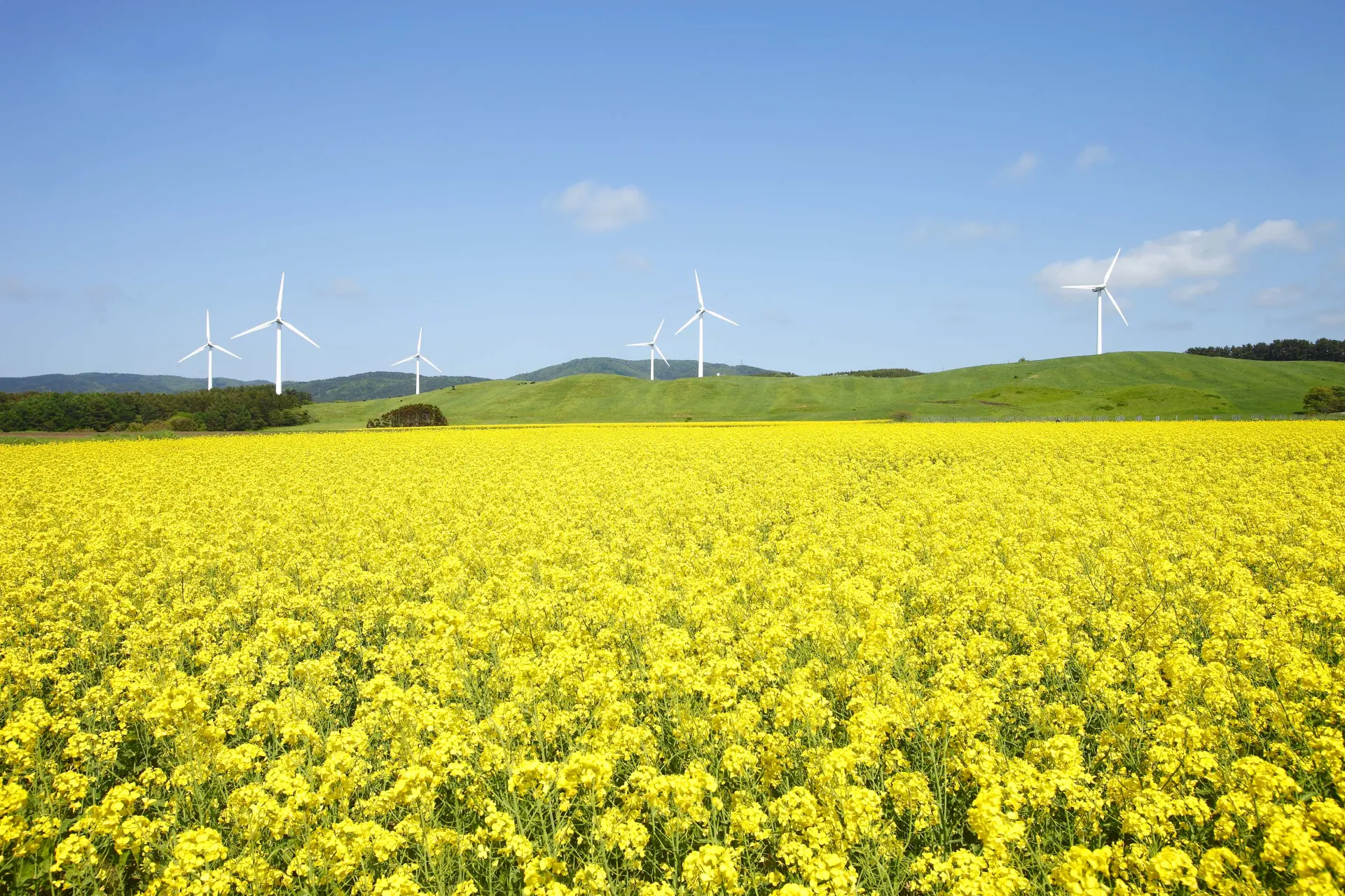 Yokohama Town Canola Flower Fields - Must-See, Access, Hours