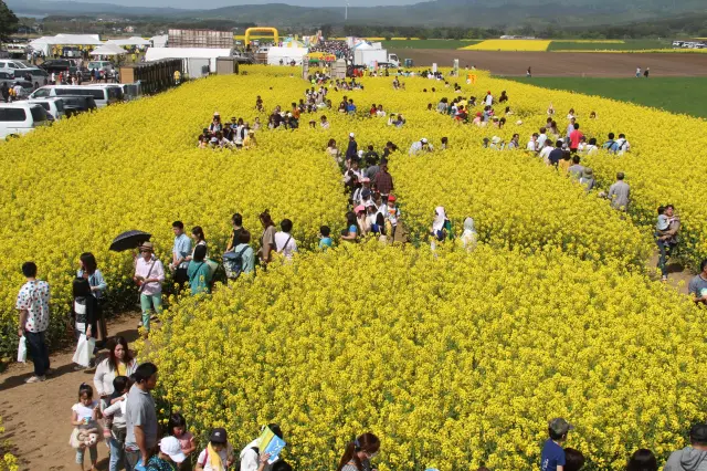 横浜町の菜の花スポットの中でも一番有名な「菜の花大迷路」