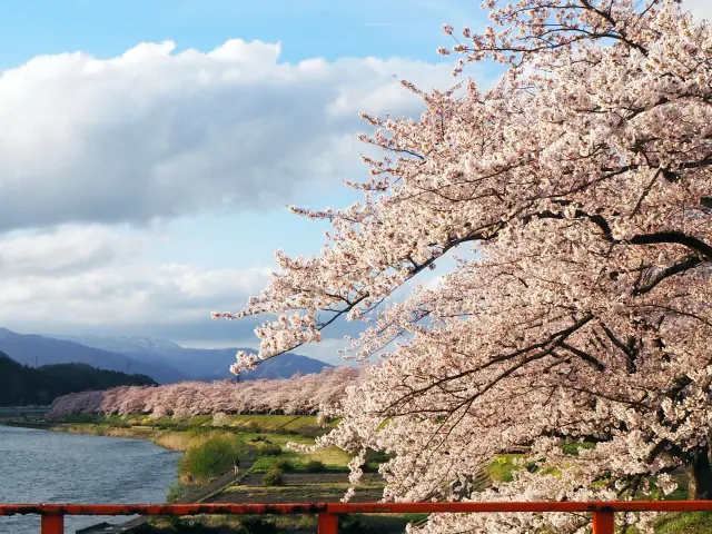 桧木内川堤