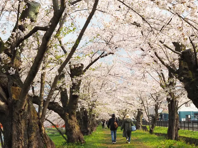 北国に短い春を告げる桜のトンネル