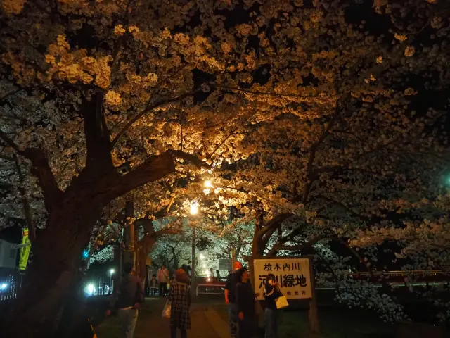 幻想的な夜間ライトアップも必見