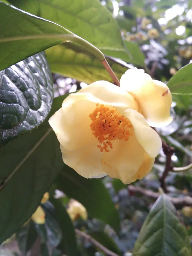 黄色の花びらが美しい金花茶椿（きんかちゃつばき）は４月頃に開花
