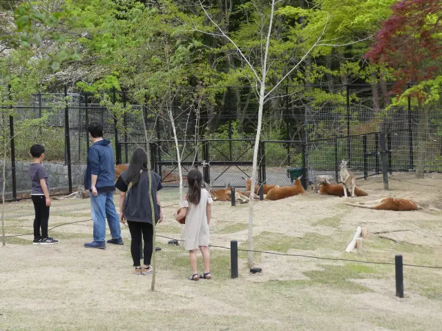 カンガルーヒルは目玉のエリアで東北最大級の広さにカンガルーかを展示、同じ空間に入ることができる