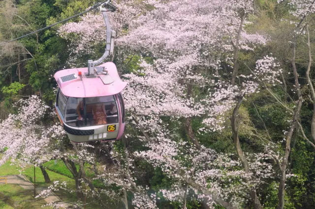 春季可在纜車上欣賞滿開的櫻花美景