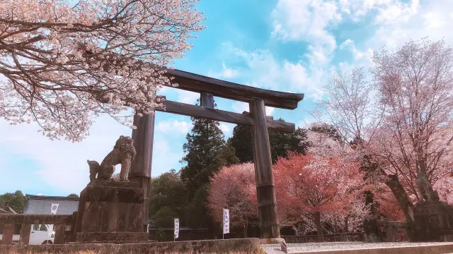 春は桜並木が参道を彩る